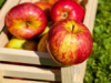 Die Gesundheit Ihrer Marke oder: An Apple A Day Keeps The Doctor Away