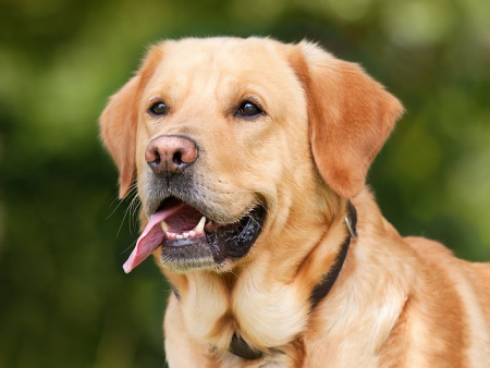 Wie spricht man Hund? Lernen Sie es mit Lissa!